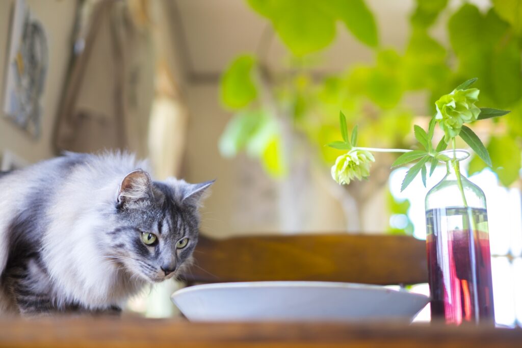 人間の食べ物を狙う猫