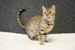 ヒョウ柄のベンガル