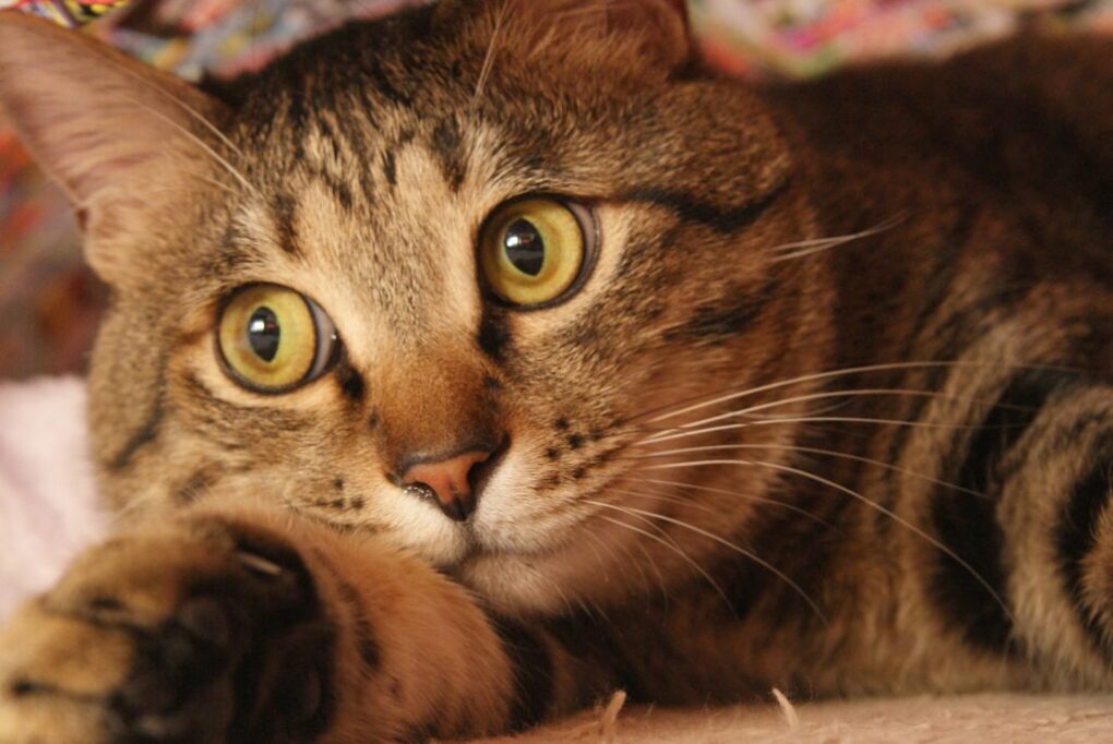 お目目ぱっちりの猫