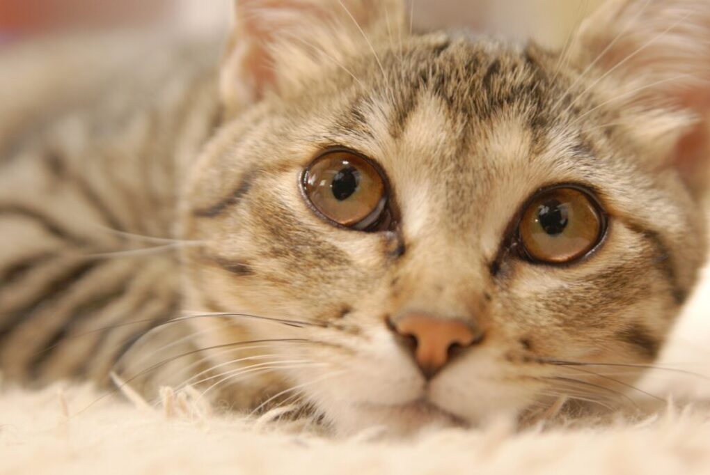 猫どあっぷ