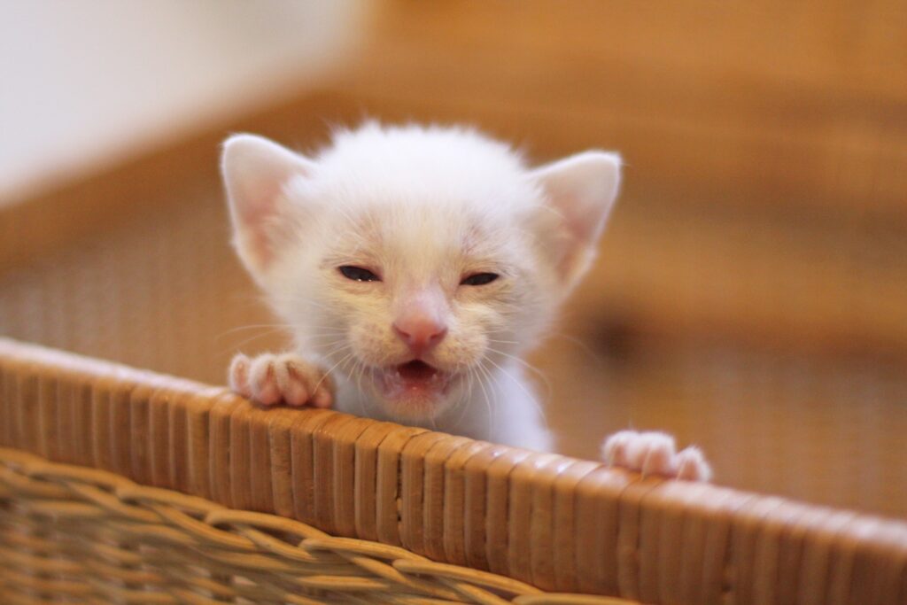 涙をためてる白い子猫
