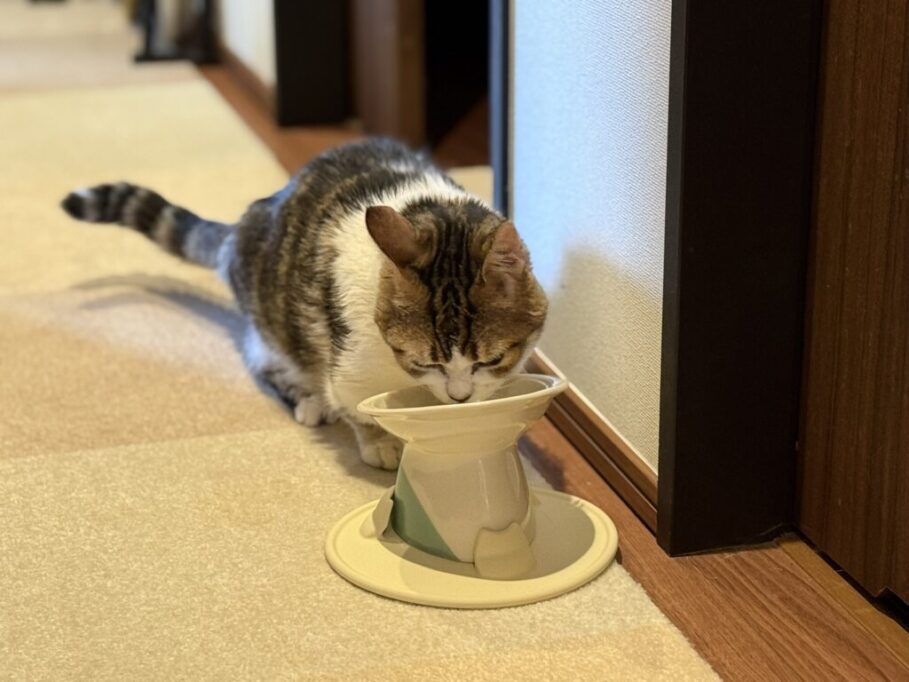 パウ・ボウルONIGIRIからごはんを食べるモフ