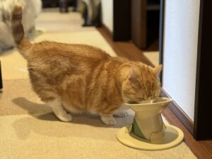 パウ・ボウルからご飯を食べるウリ