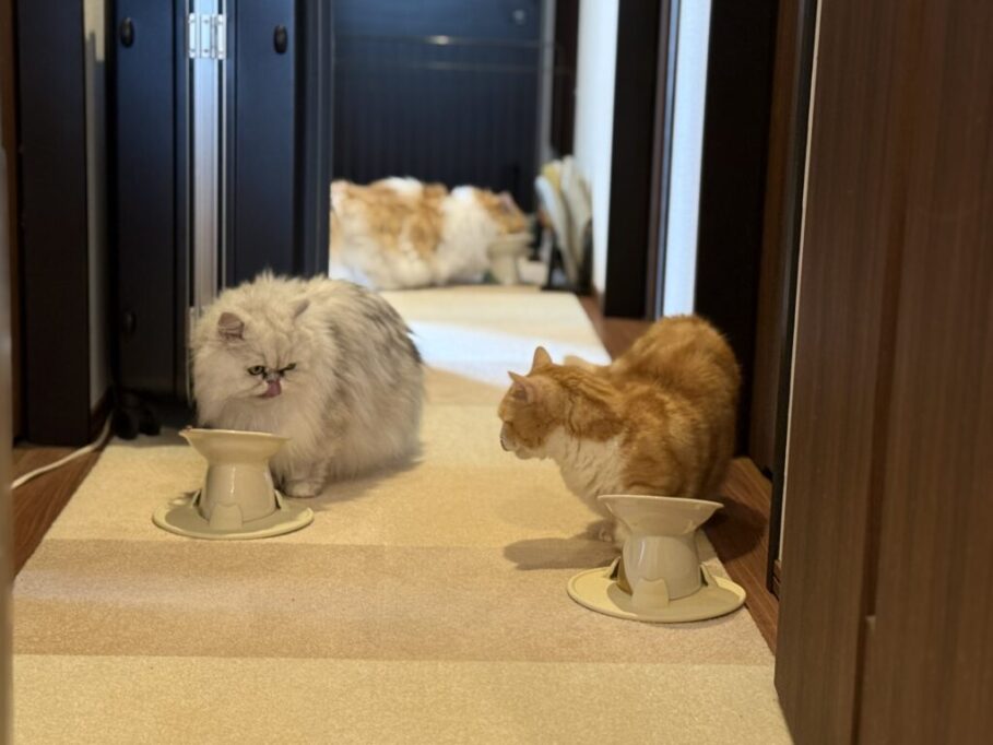 パウ・ボウルONIGIRIでいただく、にゃんこたちのごちそうタイム