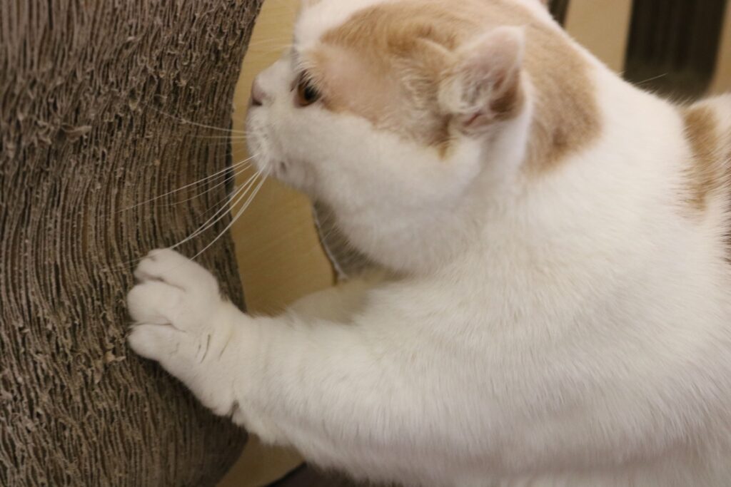 爪を研ぐ猫