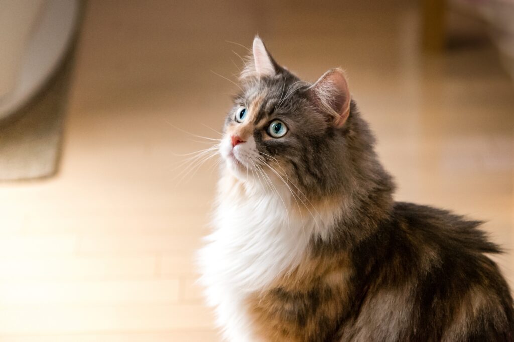 何かを見つめるノルウェージャンフォレストキャット