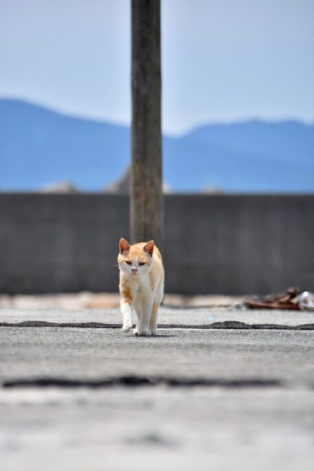 こちらに向かって歩いてくる猫