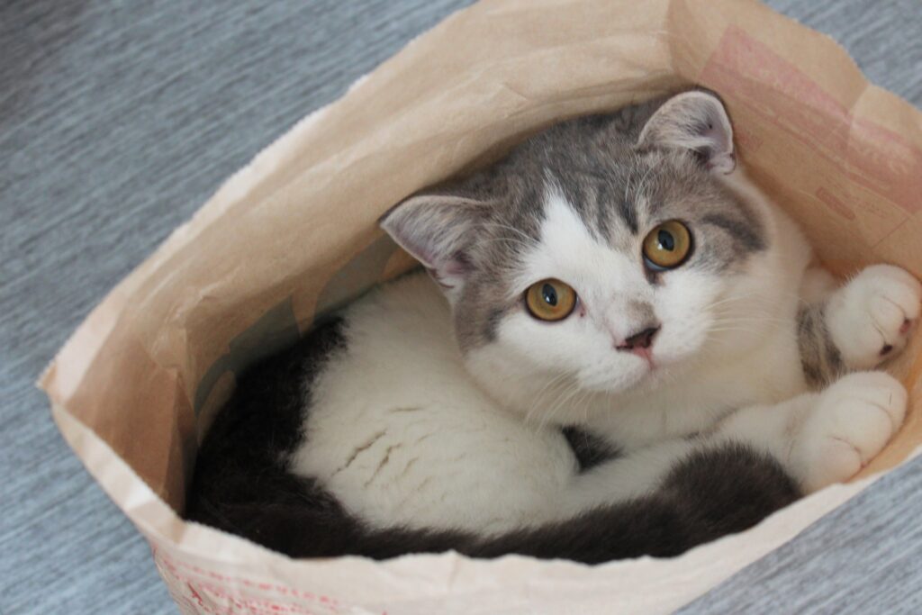 紙袋の中からこちらを見つめる猫