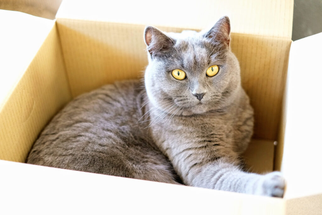 ダンボールの中からこちらを見つめる猫