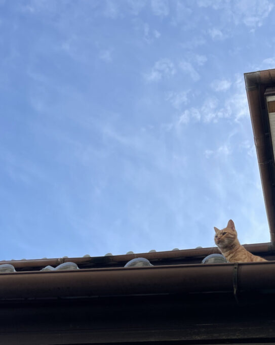 台風一過の猫