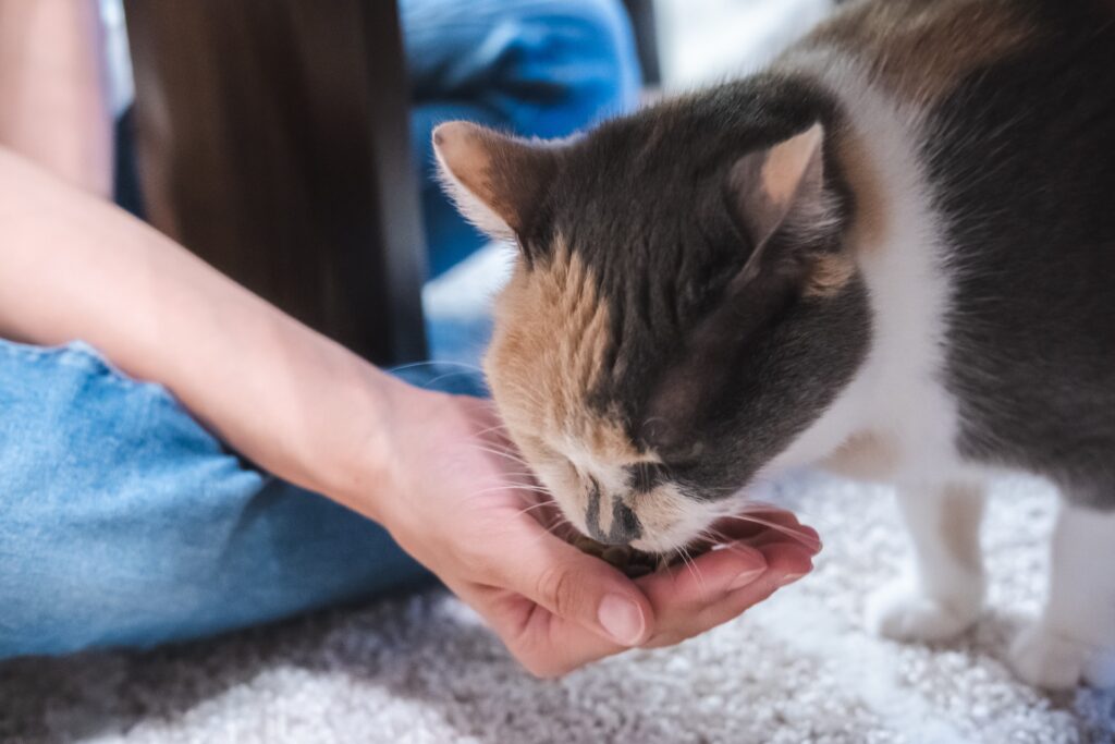 人の手からご飯を食べる猫