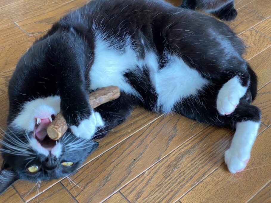 またたびスティックに抱き着く猫