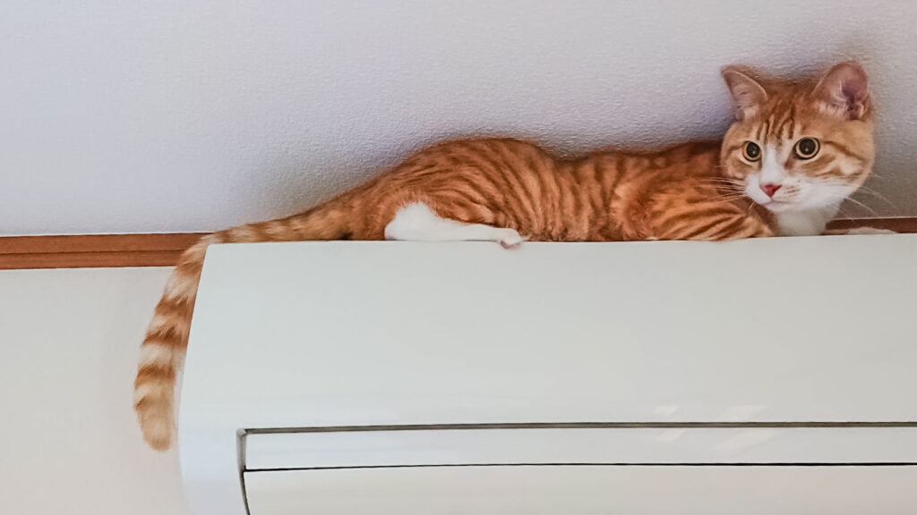 エアコンの上に横たわる猫