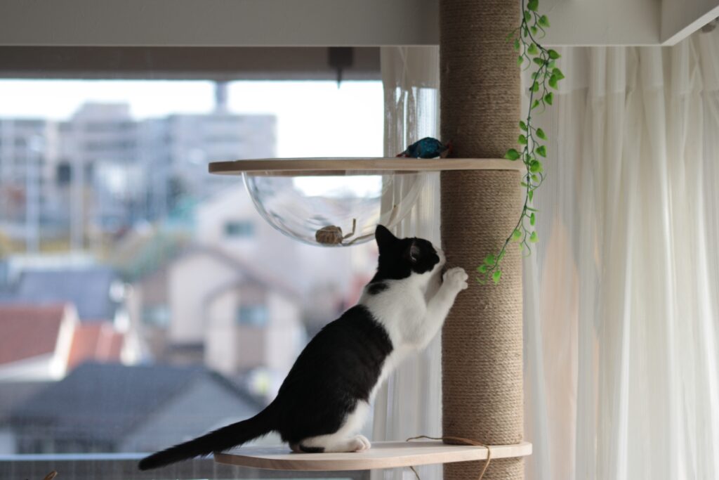 キャットタワーで爪を研ぐ子猫