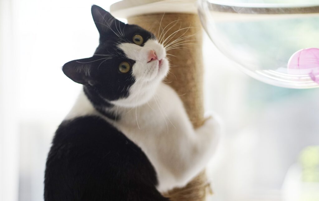 キャットタワーで爪を研ぐ猫