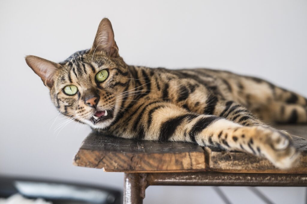 寝転びながらお返事する猫