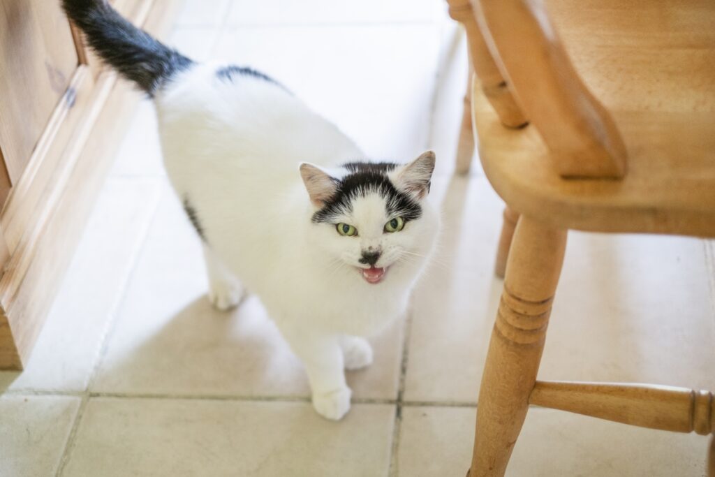 お返事する猫