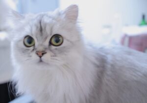 こちらを見つめるペルシャ猫