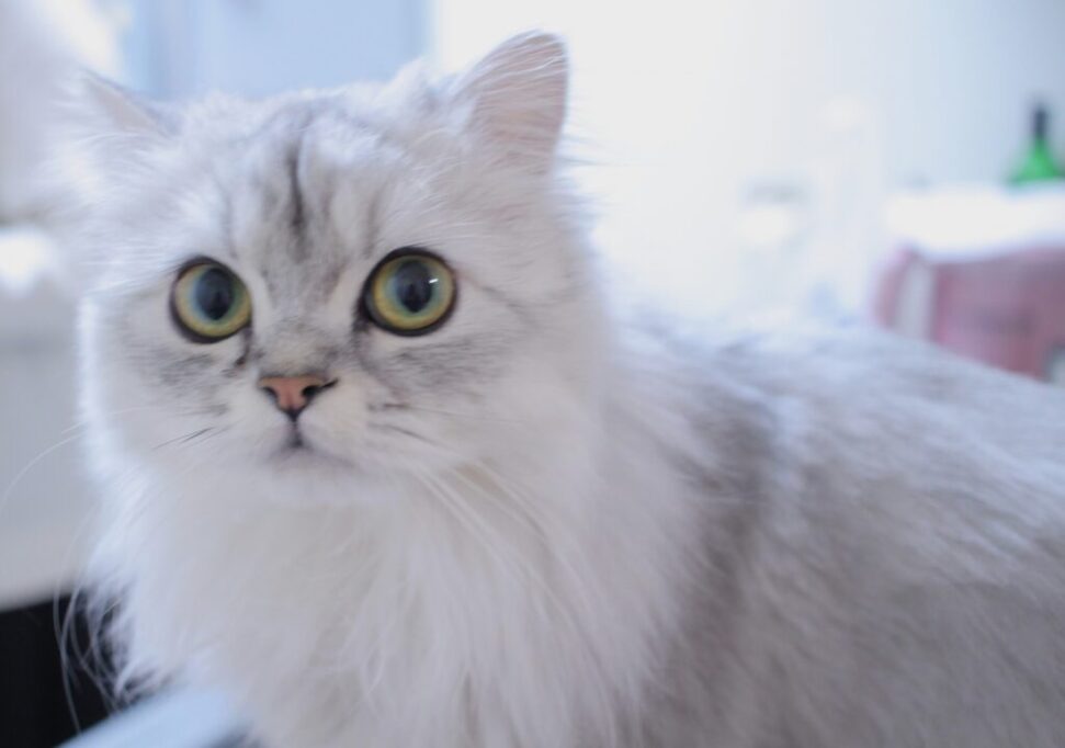 こちらを見つめるペルシャ猫