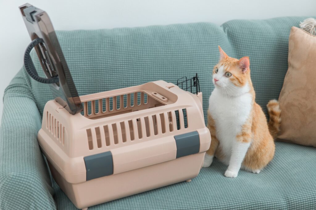 ケージの中をのぞく猫