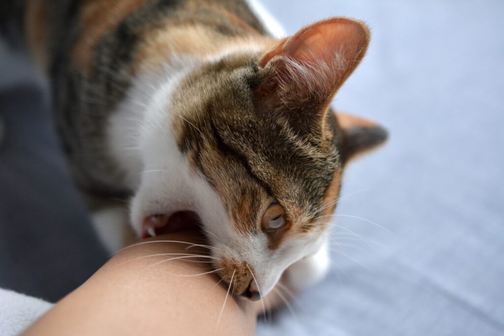 足首を甘噛みする猫