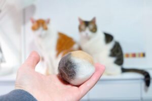 猫の毛玉を見つめる2匹の猫