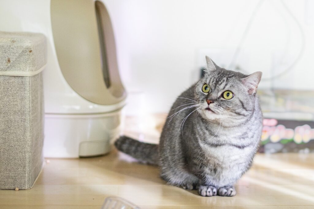 トイレの前に佇む猫