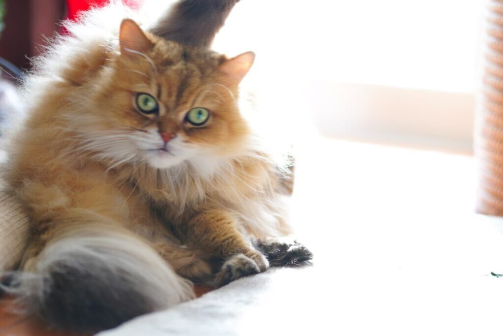 こちらを見つめるペルシャ猫