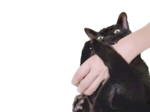 手を甘噛みする猫