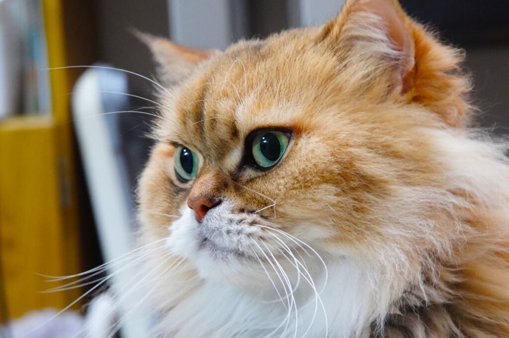 ペルシャ猫の横顔