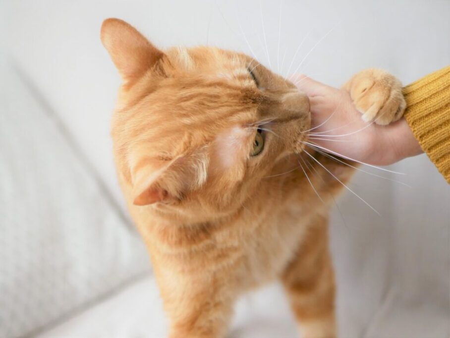 手を甘噛みする猫