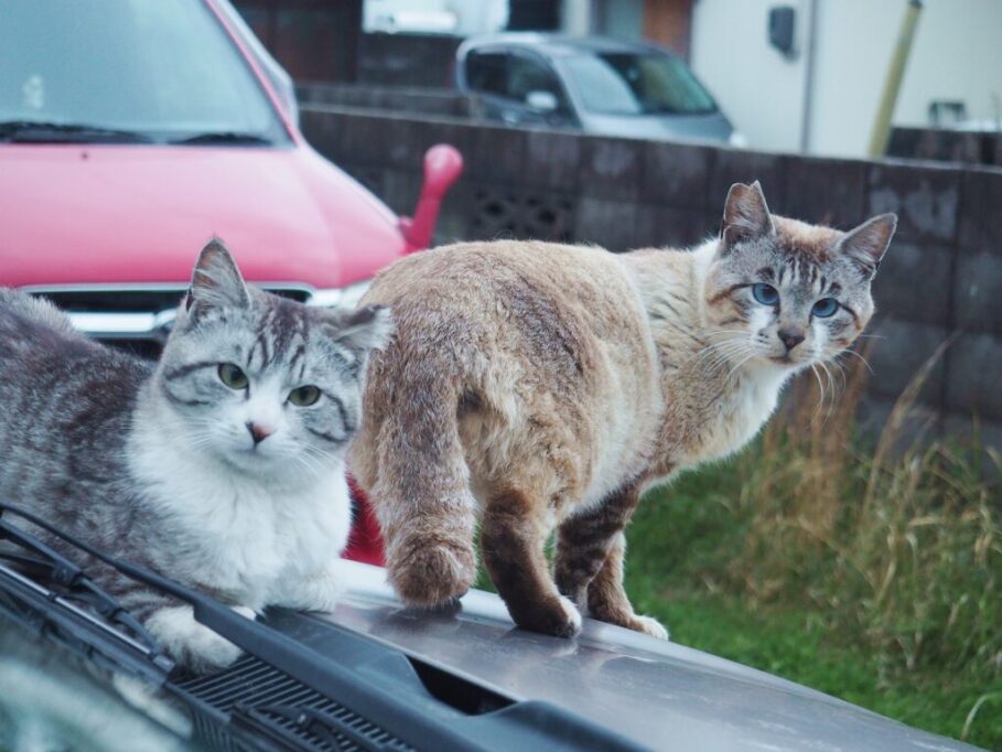 車の上でリラックスする猫たち