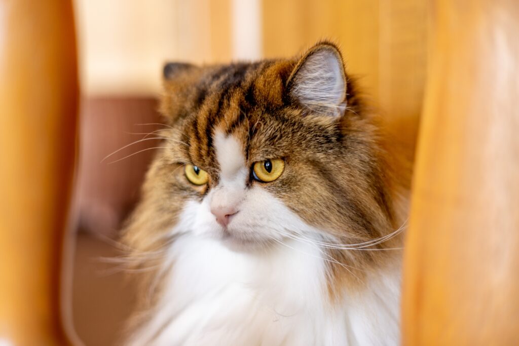 何かを見つめるノルウェージャンフォレストキャット