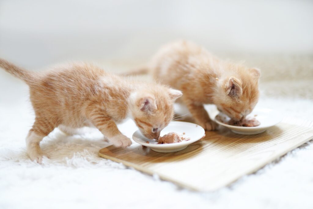 ごはんを食べる2匹の子猫