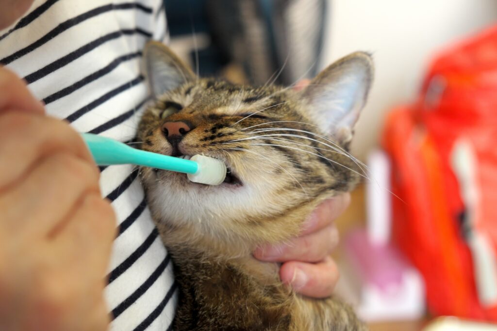 歯磨きしてもらう猫