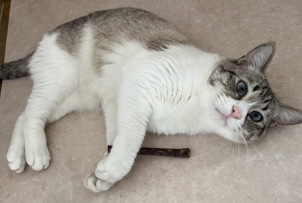 マタタビでうっとりしてる猫