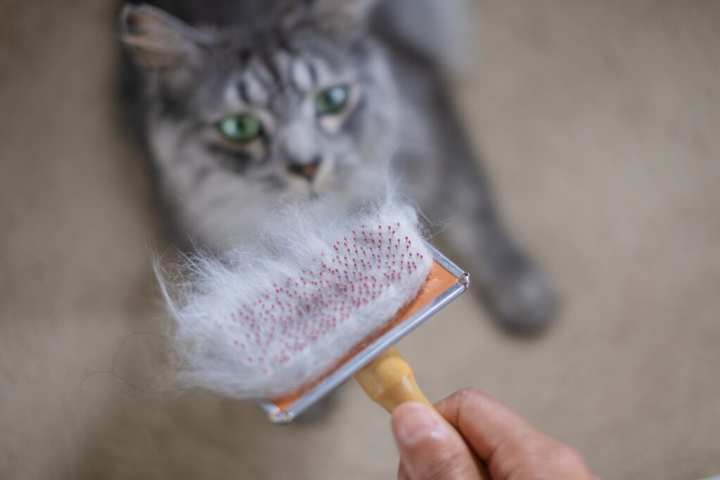 毛が絡みつくブラシを見つめる猫