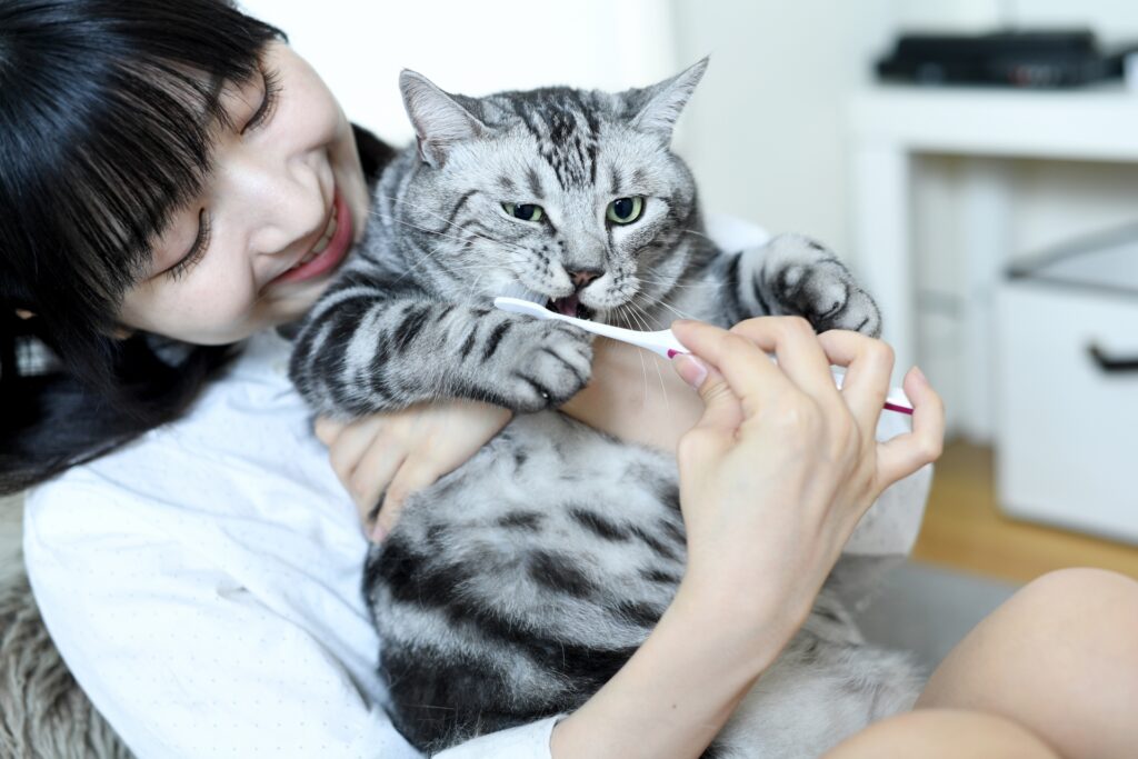 歯磨きしてもらうアメショ