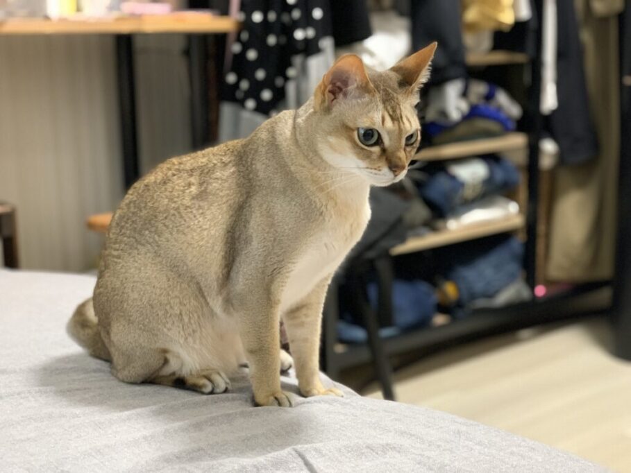 何かを見つめるシンガプーラ