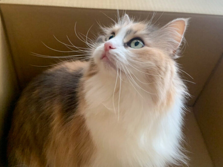 箱の中にいるノルウェージャンフォレストキャット