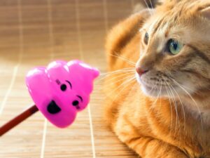 おもしろいおもちゃと猫