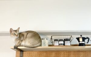 棚の上でリラックスするシンガプーラ