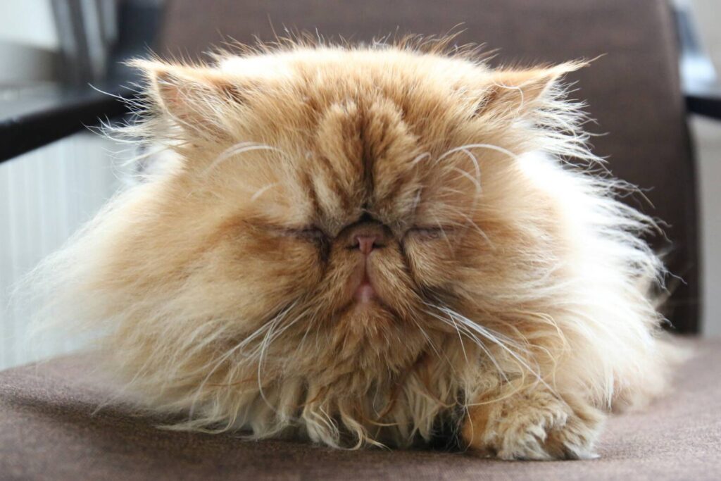 眠ってるペルシャ猫
