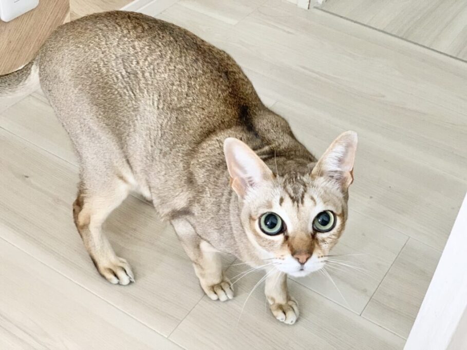 こちらを見つめるシンガプーラ