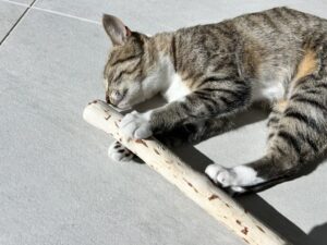 またたびにしがみつく猫