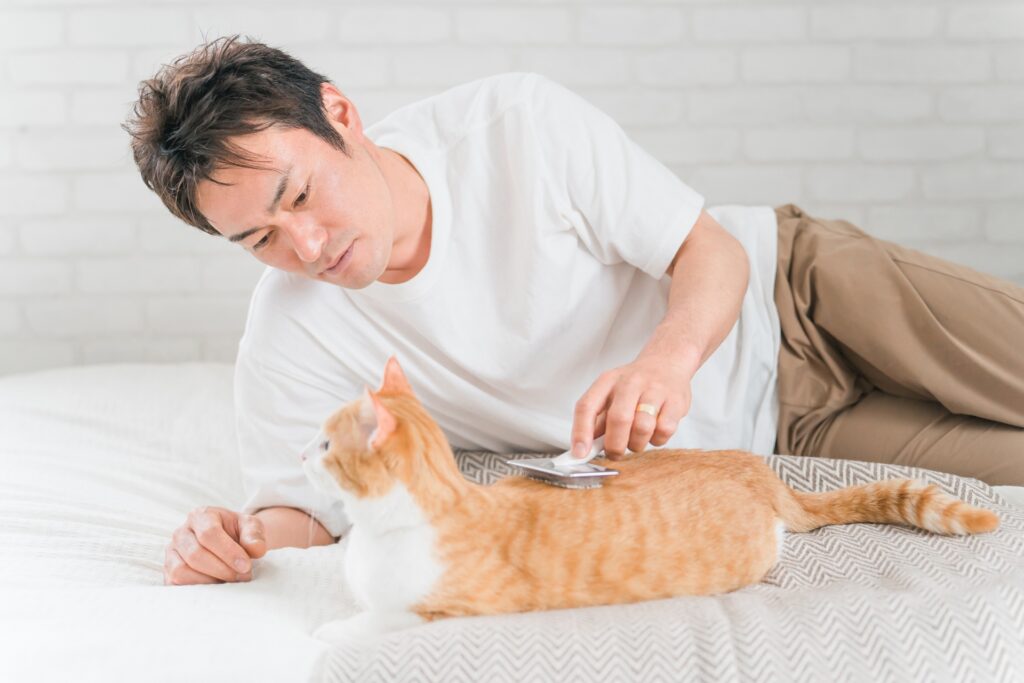 男性にブラッシングされる猫