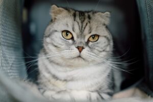 ケージで防災訓練する猫