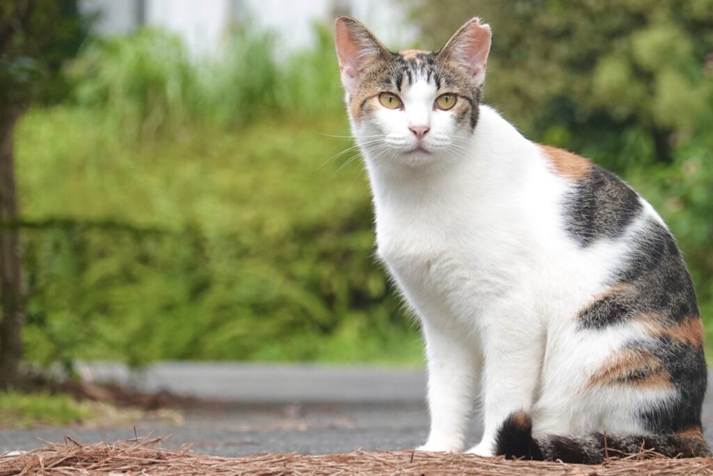 穏やかな三毛猫