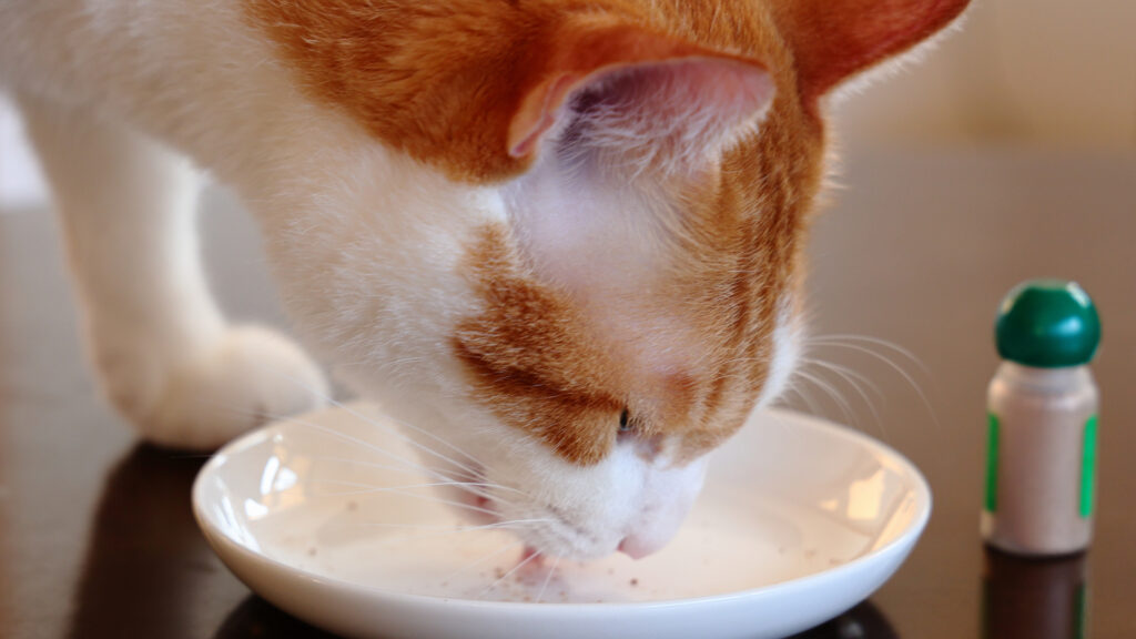 またたびパウダーをなめる猫