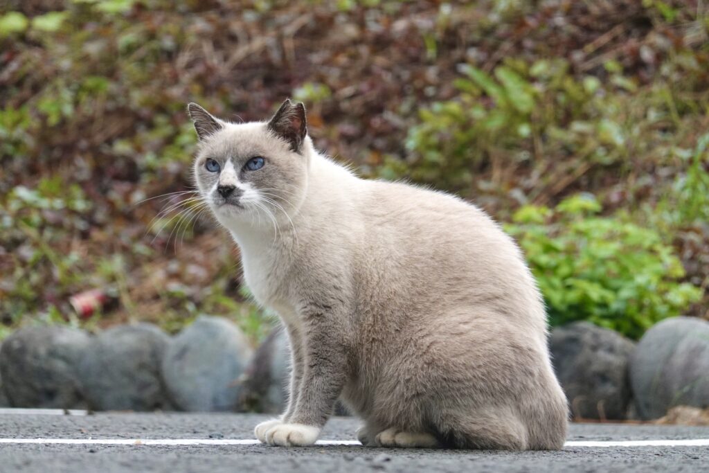 何かを見つめる猫